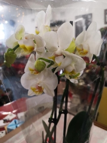 Phalaenopsis Orchid